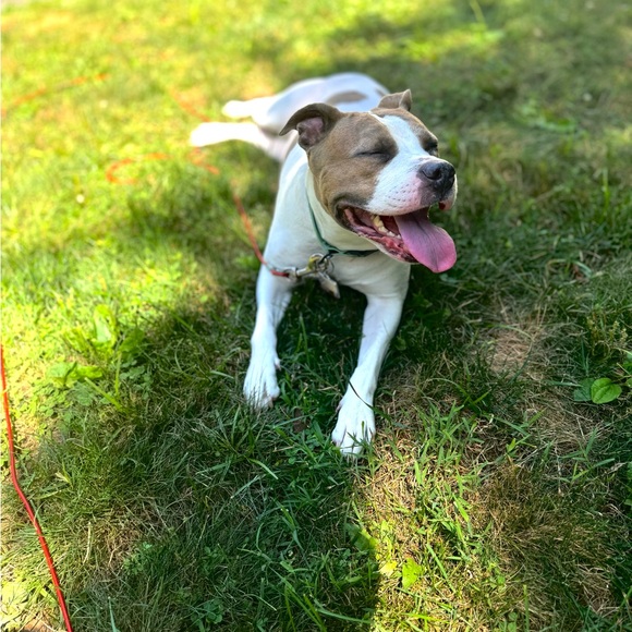 Meet your Posher, Taylor - Picture 2 of 4